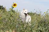 SIBERIAN HUSKY 077